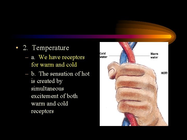  • 2. Temperature – a. We have receptors for warm and cold –