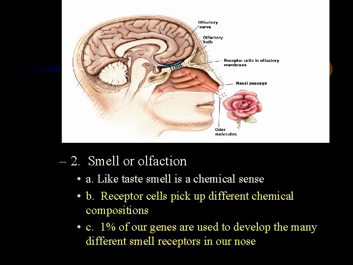 – 2. Smell or olfaction • a. Like taste smell is a chemical sense
