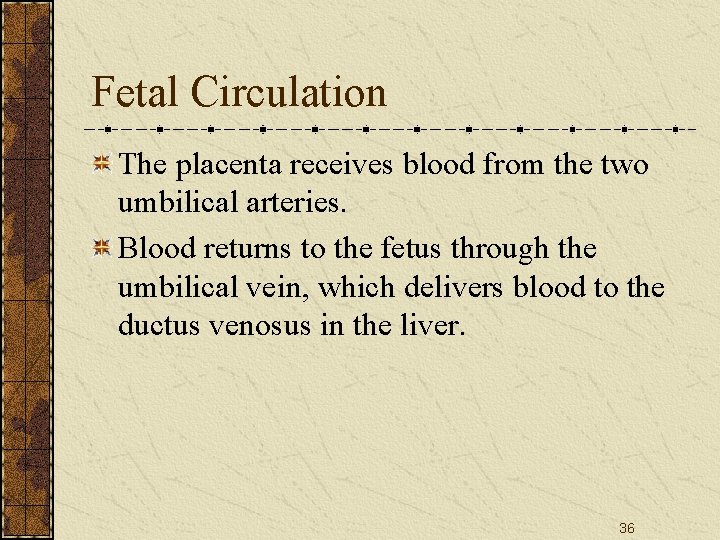 Fetal Circulation The placenta receives blood from the two umbilical arteries. Blood returns to