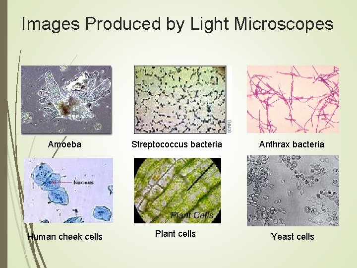 Images Produced by Light Microscopes Amoeba Streptococcus bacteria Anthrax bacteria Human cheek cells Plant