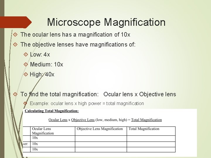 Microscope Magnification The ocular lens has a magnification of 10 x The objective lenses