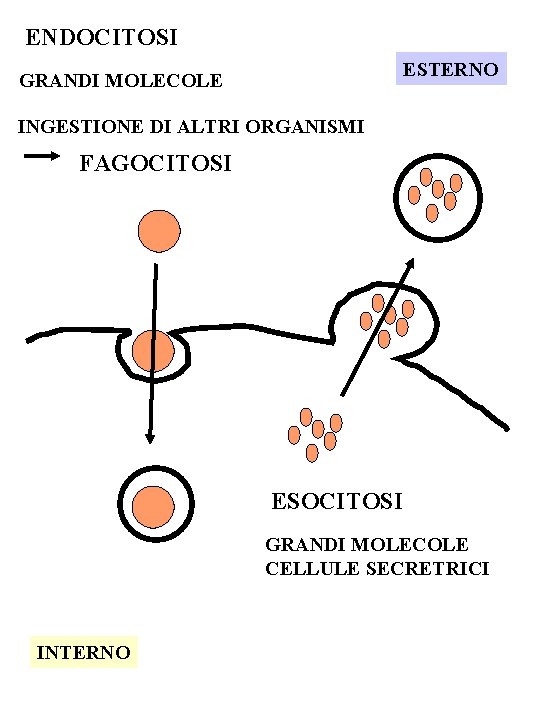 ENDOCITOSI ESTERNO GRANDI MOLECOLE INGESTIONE DI ALTRI ORGANISMI FAGOCITOSI ESOCITOSI GRANDI MOLECOLE CELLULE SECRETRICI
