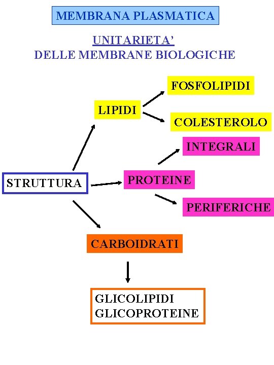 MEMBRANA PLASMATICA UNITARIETA’ DELLE MEMBRANE BIOLOGICHE FOSFOLIPIDI COLESTEROLO INTEGRALI STRUTTURA PROTEINE PERIFERICHE CARBOIDRATI GLICOLIPIDI