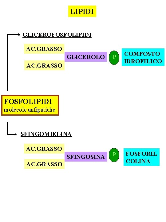 LIPIDI GLICEROFOSFOLIPIDI AC. GRASSO GLICEROLO P AC. GRASSO COMPOSTO IDROFILICO FOSFOLIPIDI molecole anfipatiche SFINGOMIELINA