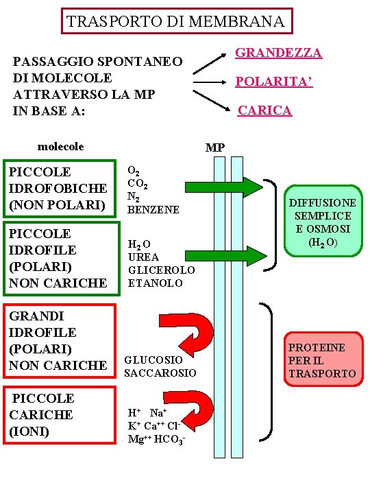 TRASPORTO DI MEMBRANA GRANDEZZA PASSAGGIO SPONTANEO DI MOLECOLE ATTRAVERSO LA MP IN BASE A: