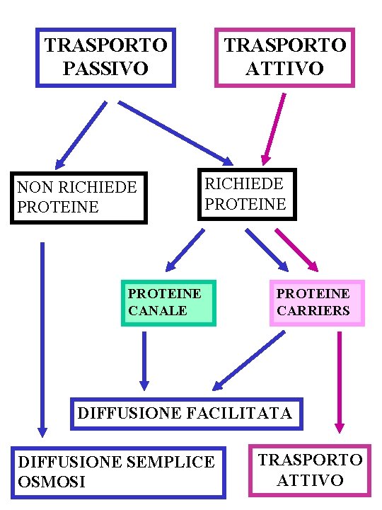 TRASPORTO PASSIVO NON RICHIEDE PROTEINE TRASPORTO ATTIVO RICHIEDE PROTEINE CANALE PROTEINE CARRIERS DIFFUSIONE FACILITATA