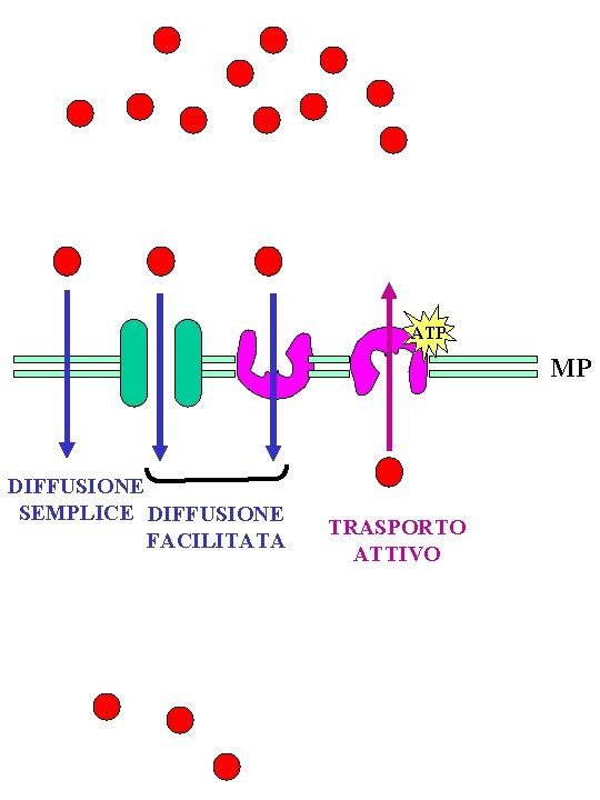 ATP MP DIFFUSIONE SEMPLICE DIFFUSIONE FACILITATA TRASPORTO ATTIVO 