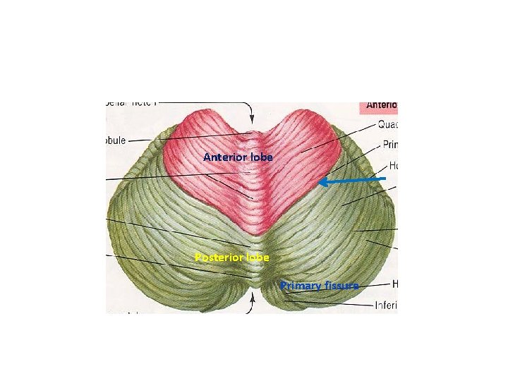 Anterior lobe Posterior lobe Primary fissure 