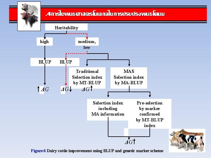 . 4การใชพนธศาสตรโมเลกลในการปรบปรงพนธโคนม Heritability high BLUP medium, low BLUP Traditional Selection index by MT-BLUP MAS