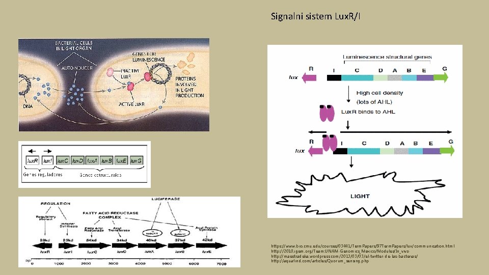 Signalni sistem Lux. R/I https: //www. bio. cmu. edu/courses/03441/Term. Papers/97 Term. Papers/lux/communication. html http: