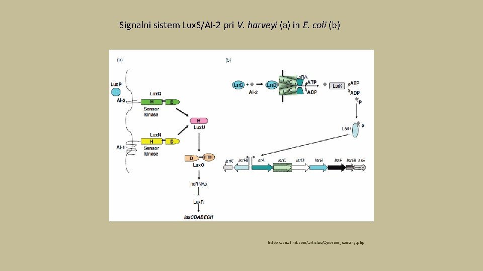 Signalni sistem Lux. S/AI-2 pri V. harveyi (a) in E. coli (b) http: //aquafind.
