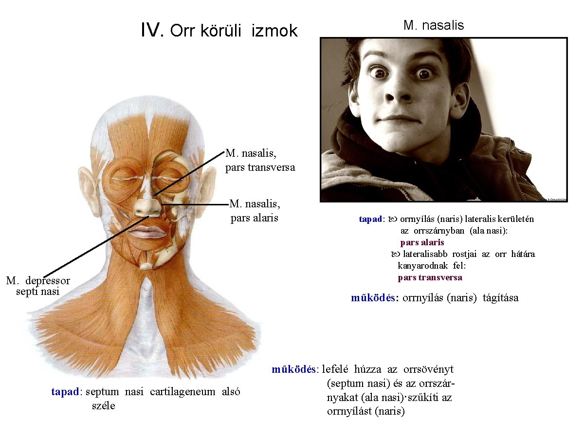IV. Orr körüli izmok M. nasalis, pars transversa M. nasalis, pars alaris M. depressor