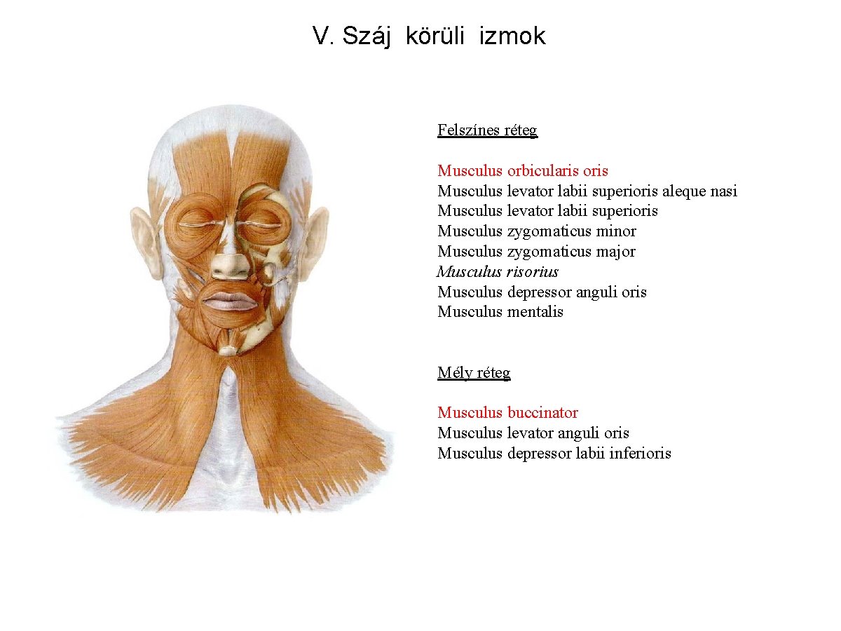 V. Száj körüli izmok Felszínes réteg Musculus orbicularis oris Musculus levator labii superioris aleque
