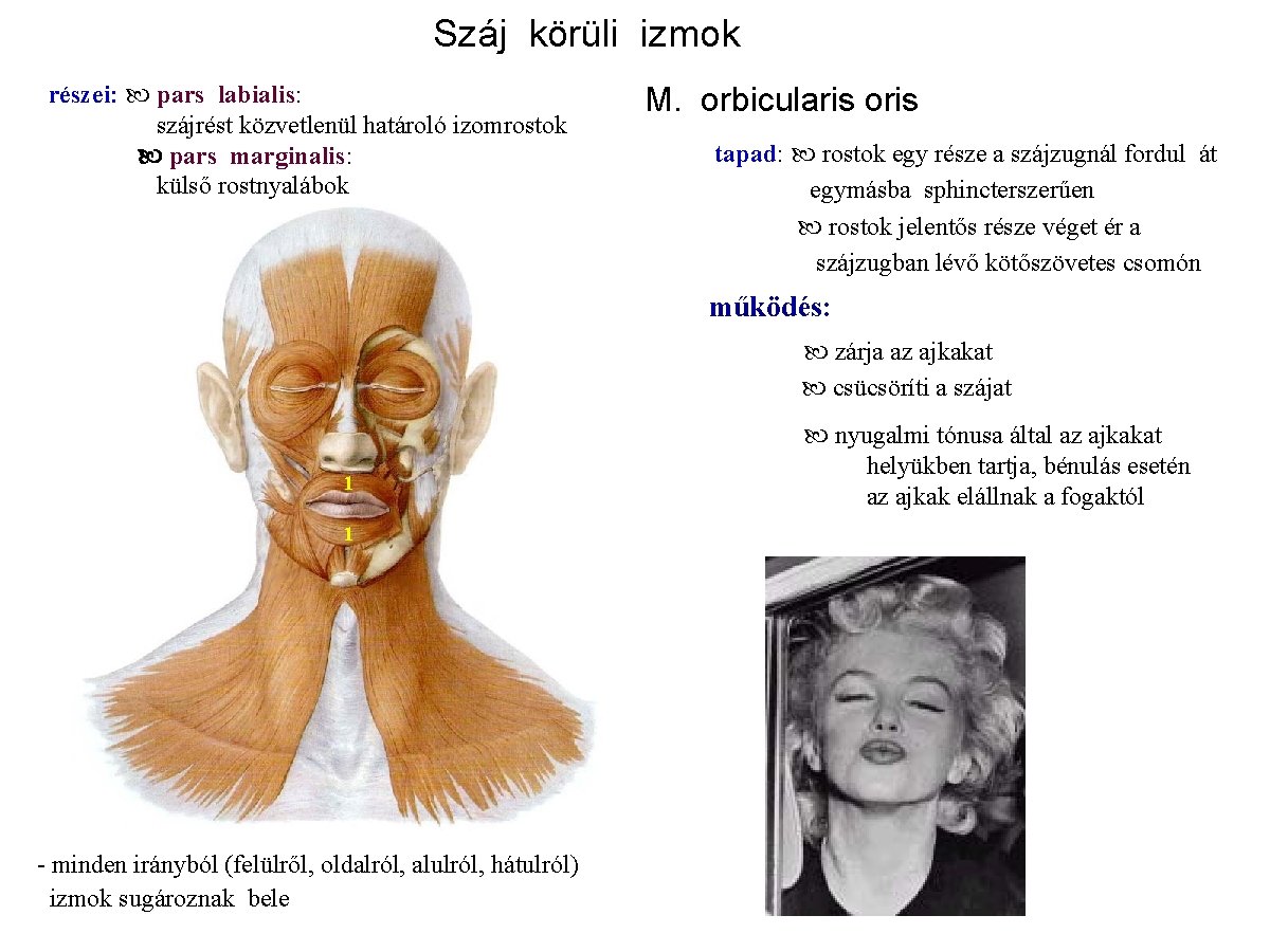 Száj körüli izmok részei: pars labialis: szájrést közvetlenül határoló izomrostok pars marginalis: külső rostnyalábok