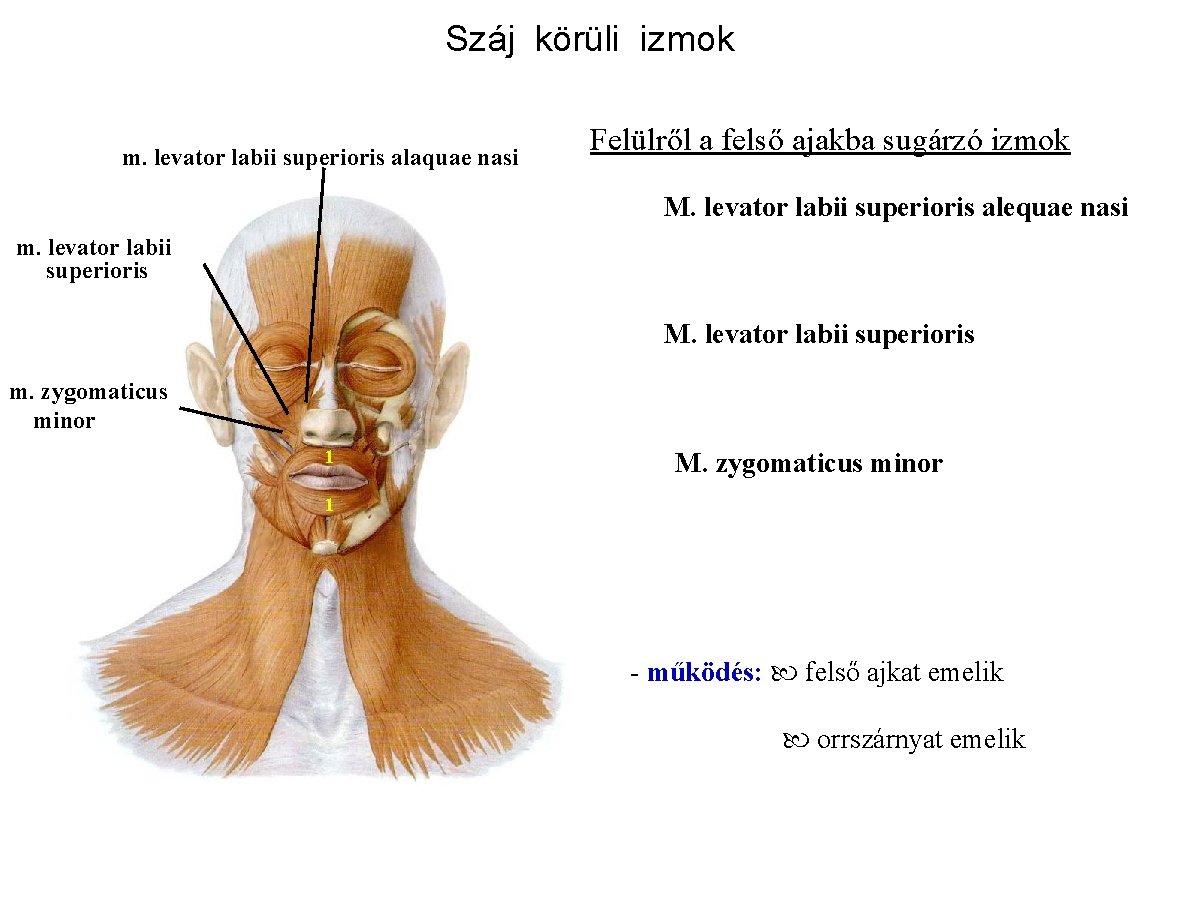 Száj körüli izmok m. levator labii superioris alaquae nasi Felülről a felső ajakba sugárzó
