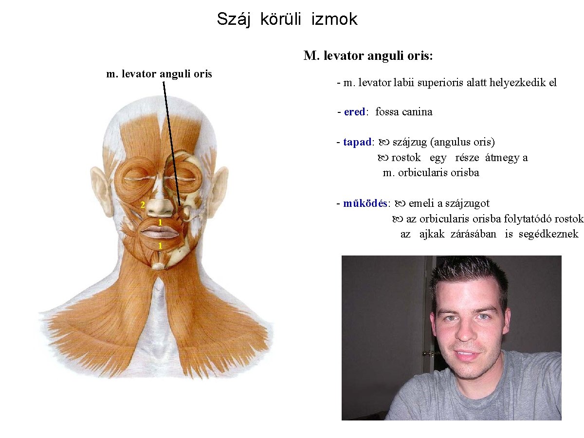 Száj körüli izmok M. levator anguli oris: m. levator anguli oris - m. levator