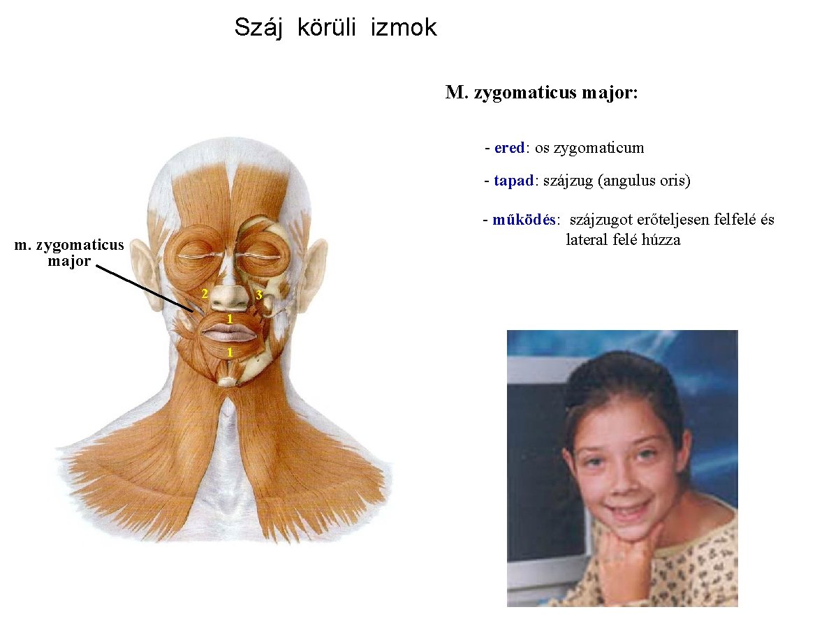 Száj körüli izmok M. zygomaticus major: - ered: os zygomaticum - tapad: szájzug (angulus