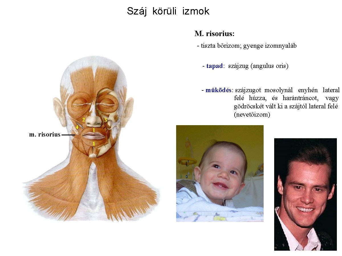 Száj körüli izmok M. risorius: - tiszta bőrizom; gyenge izomnyaláb - tapad: szájzug (angulus