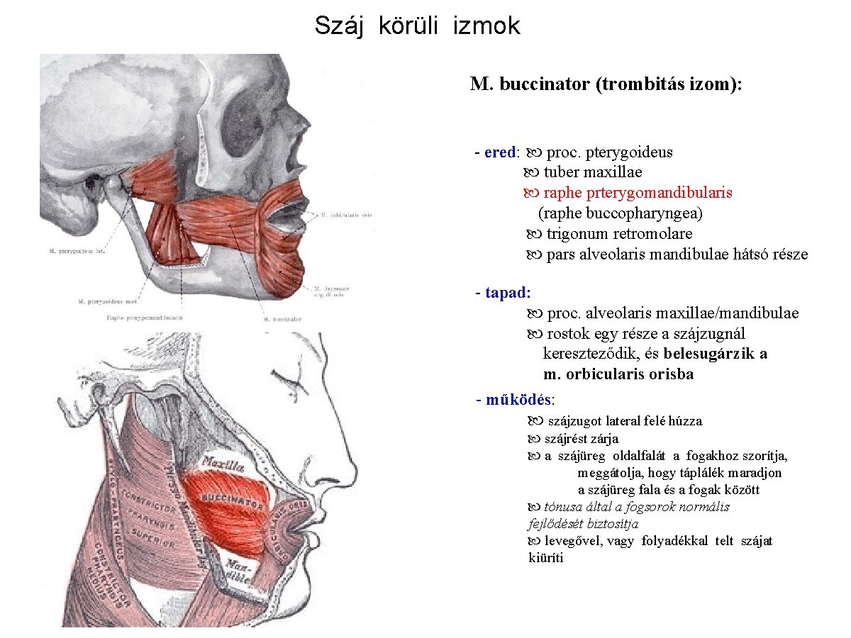 Száj körüli izmok M. buccinator (trombitás izom): - ered: proc. pterygoideus tuber maxillae raphe