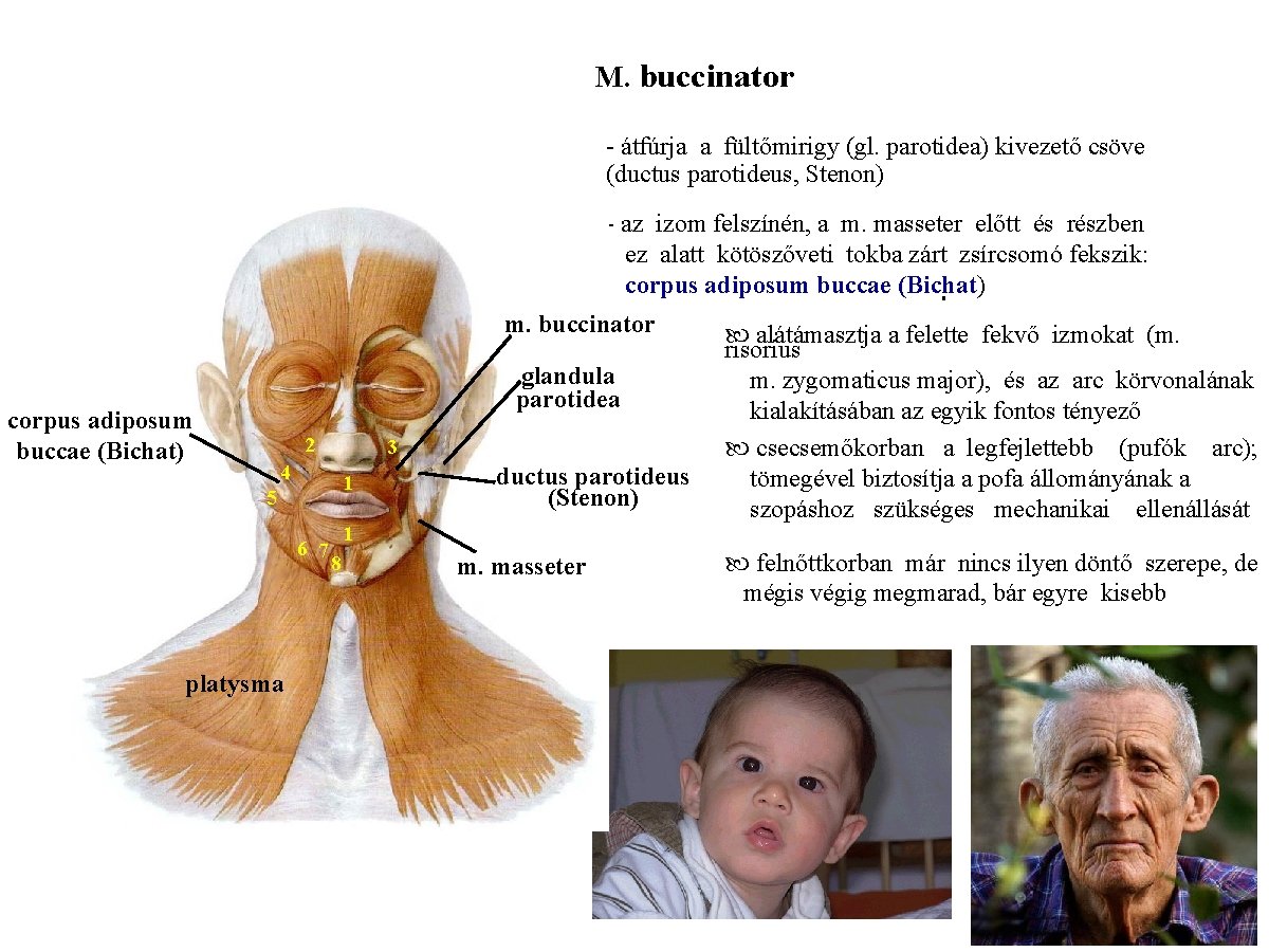 M. buccinator - átfúrja a fültőmirigy (gl. parotidea) kivezető csöve (ductus parotideus, Stenon) corpus