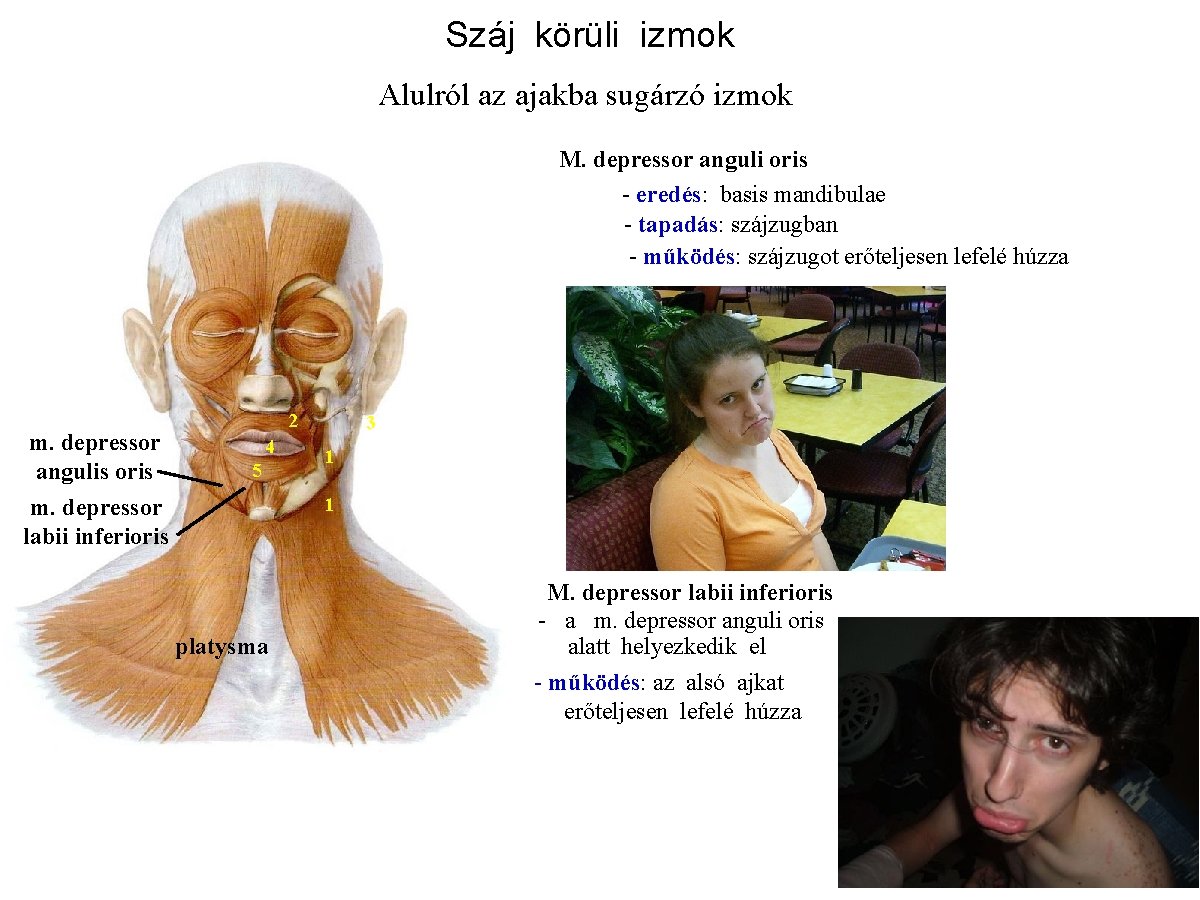 Száj körüli izmok Alulról az ajakba sugárzó izmok M. depressor anguli oris - eredés: