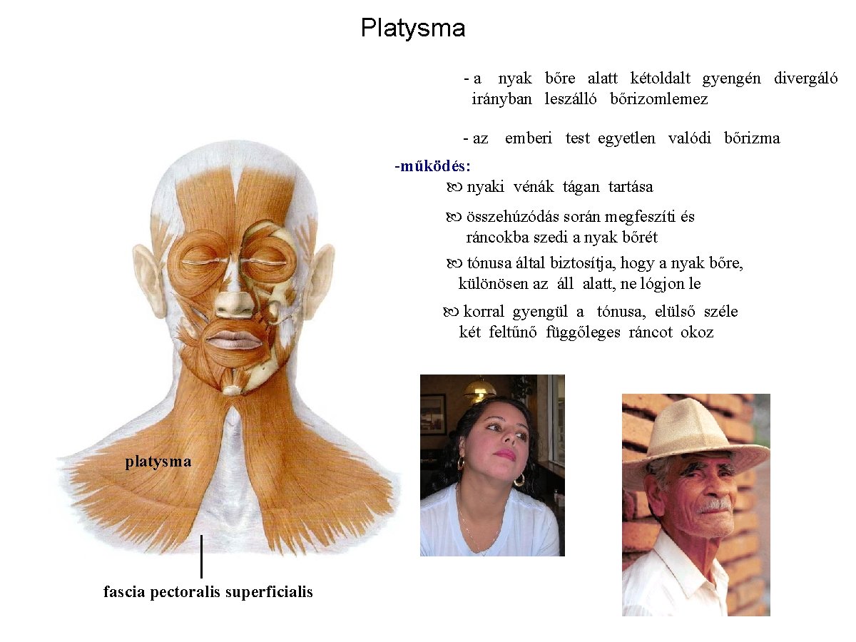 Platysma - a nyak bőre alatt kétoldalt gyengén divergáló irányban leszálló bőrizomlemez - az
