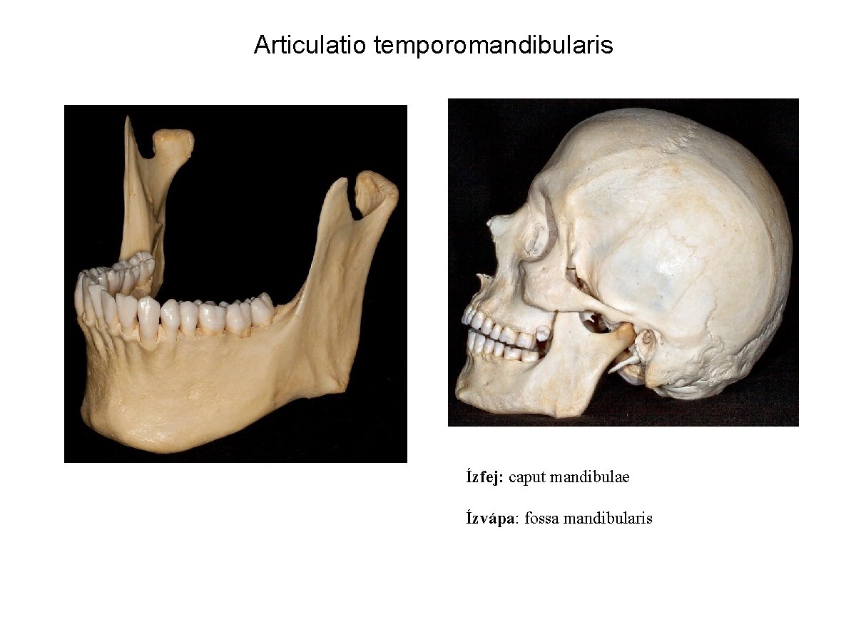 Articulatio temporomandibularis Ízfej: caput mandibulae Ízvápa: fossa mandibularis 