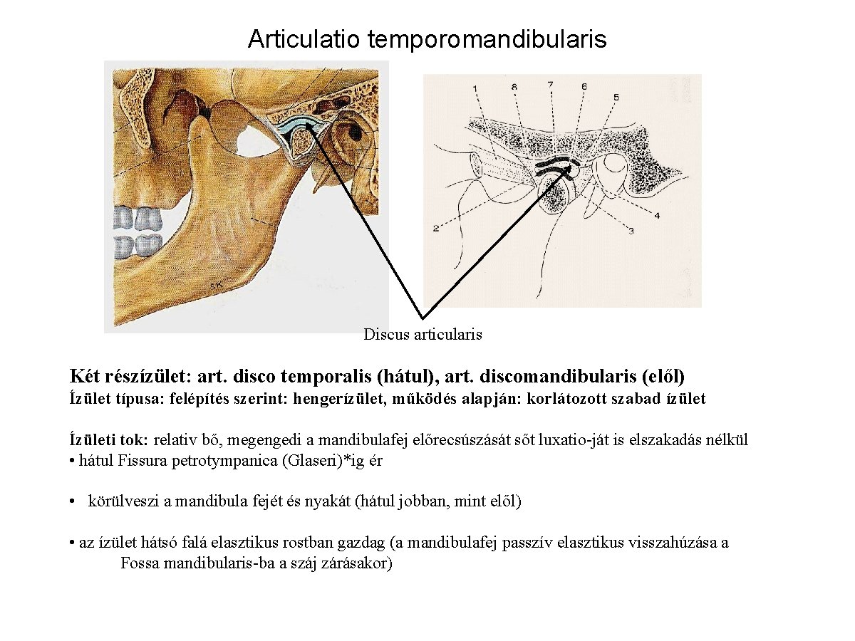 Articulatio temporomandibularis Discus articularis Két részízület: art. disco temporalis (hátul), art. discomandibularis (elől) Ízület