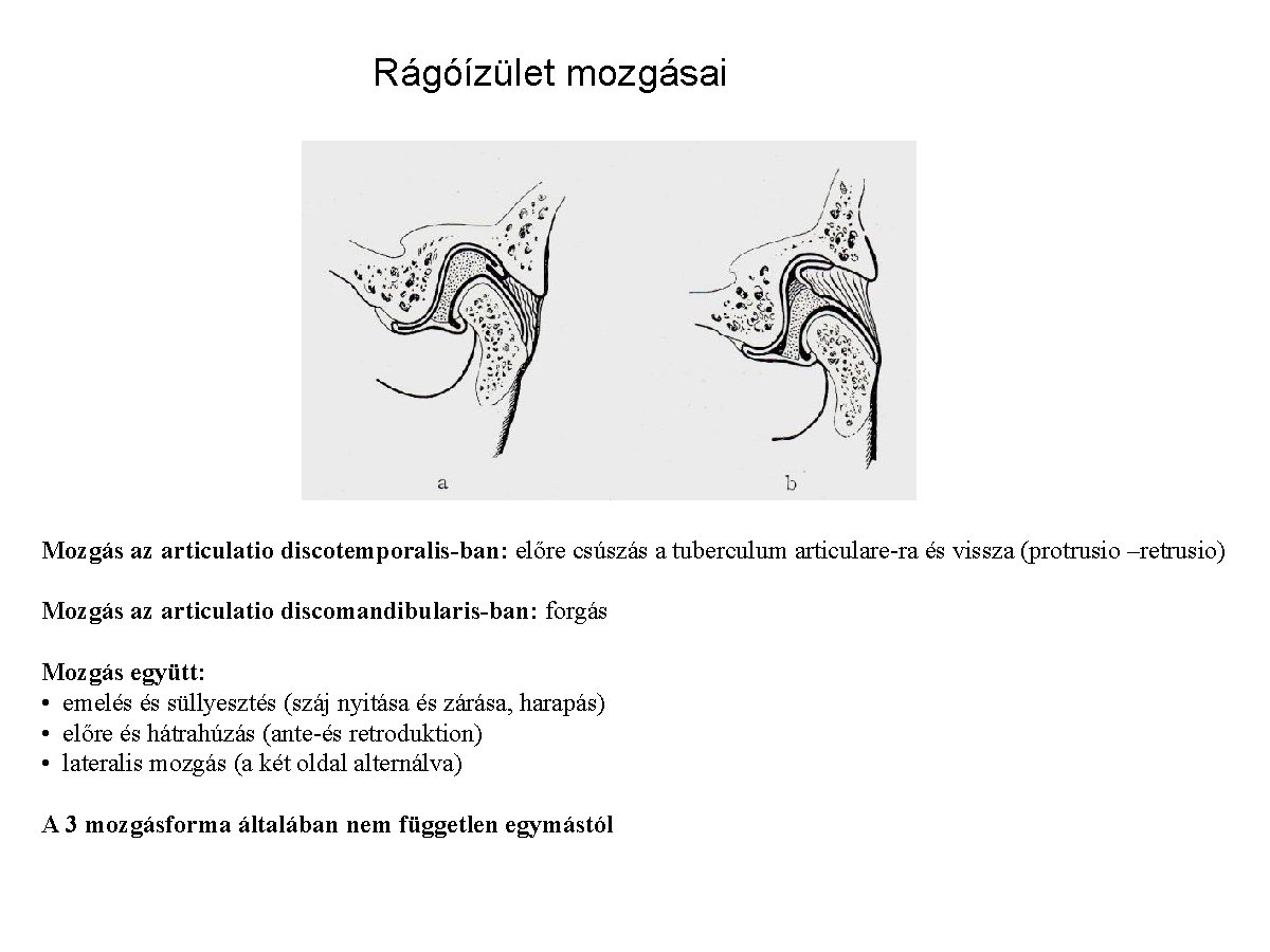 Rágóízület mozgásai Mozgás az articulatio discotemporalis-ban: előre csúszás a tuberculum articulare-ra és vissza (protrusio