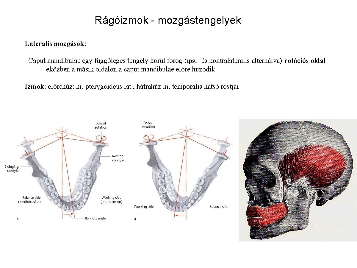 Rágóizmok - mozgástengelyek Lateralis mozgások: Caput mandibulae egy függőleges tengely körül forog (ipsi- és