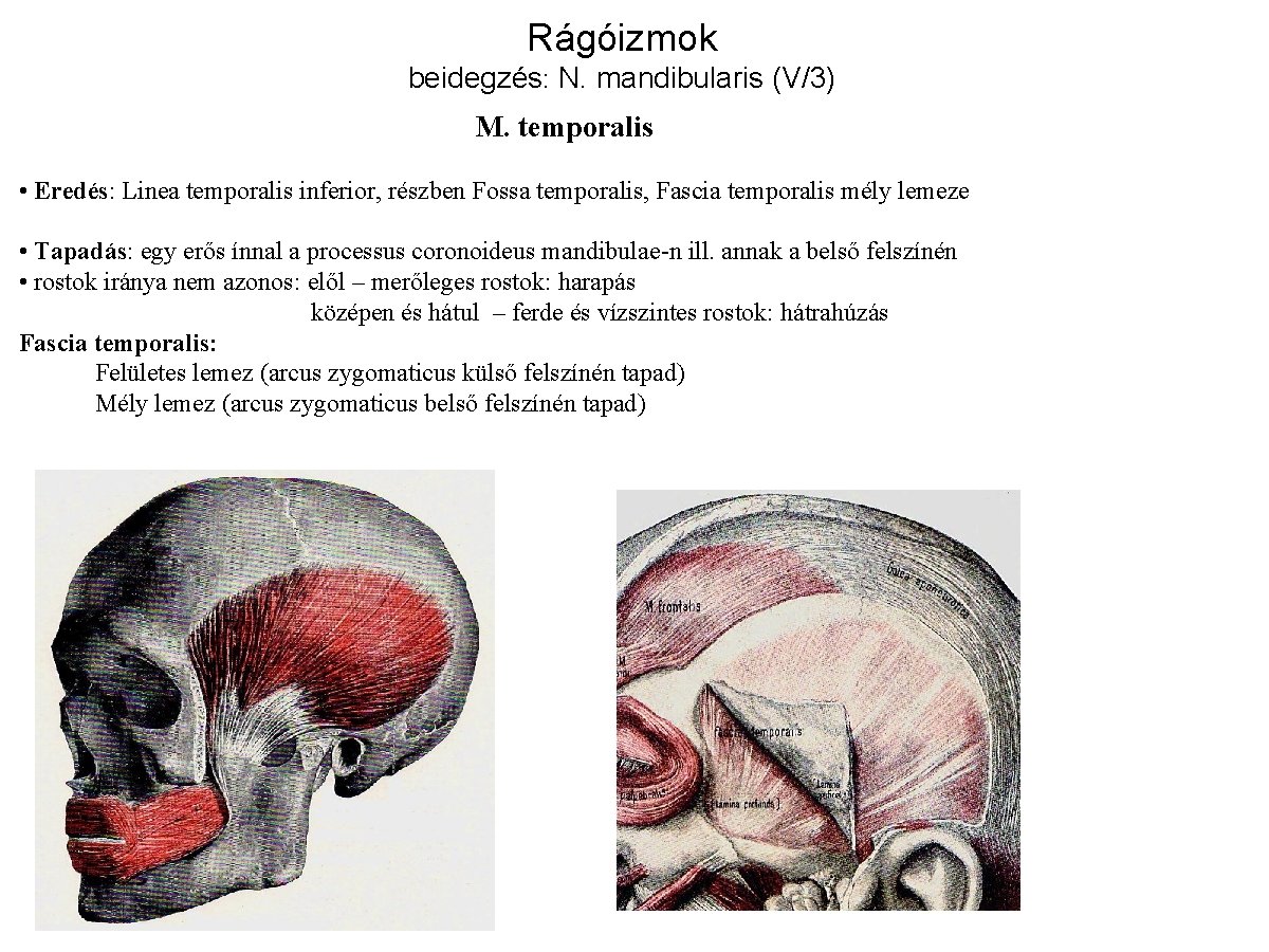 Rágóizmok beidegzés: N. mandibularis (V/3) M. temporalis • Eredés: Linea temporalis inferior, részben Fossa