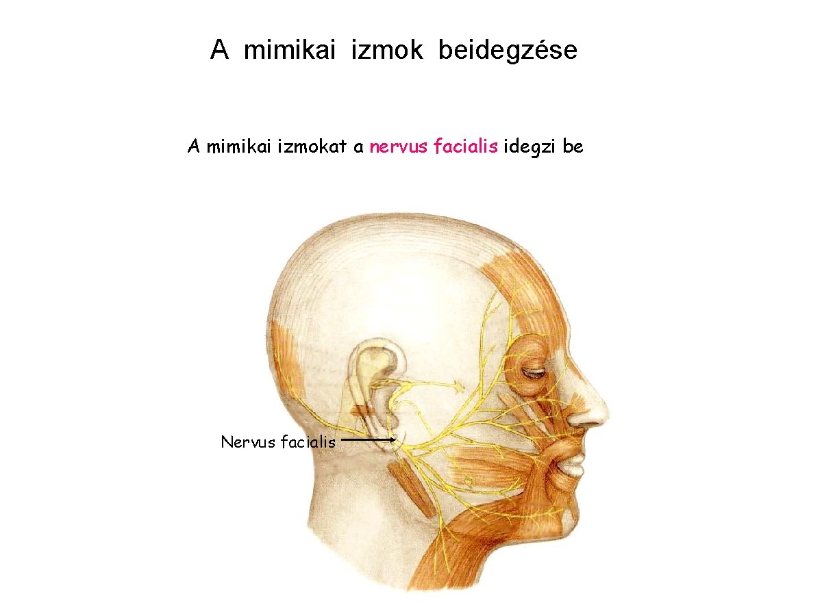 A mimikai izmok beidegzése A mimikai izmokat a nervus facialis idegzi be Nervus facialis