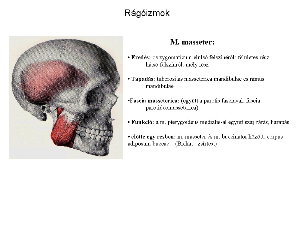 Rágóizmok M. masseter: • Eredés: os zygomaticum elülső felszínéről: felületes rész hátsó felszínről: mély