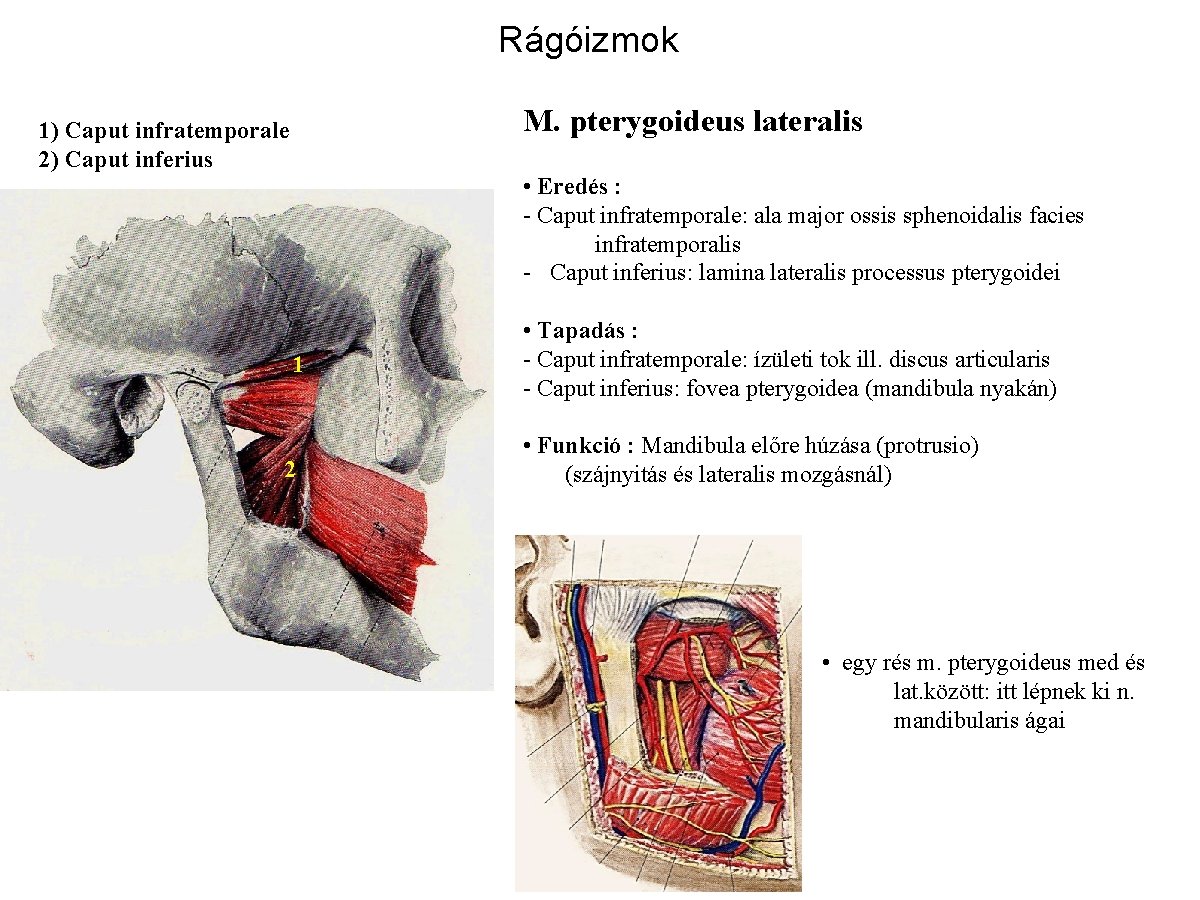 Rágóizmok M. pterygoideus lateralis 1) Caput infratemporale 2) Caput inferius • Eredés : -