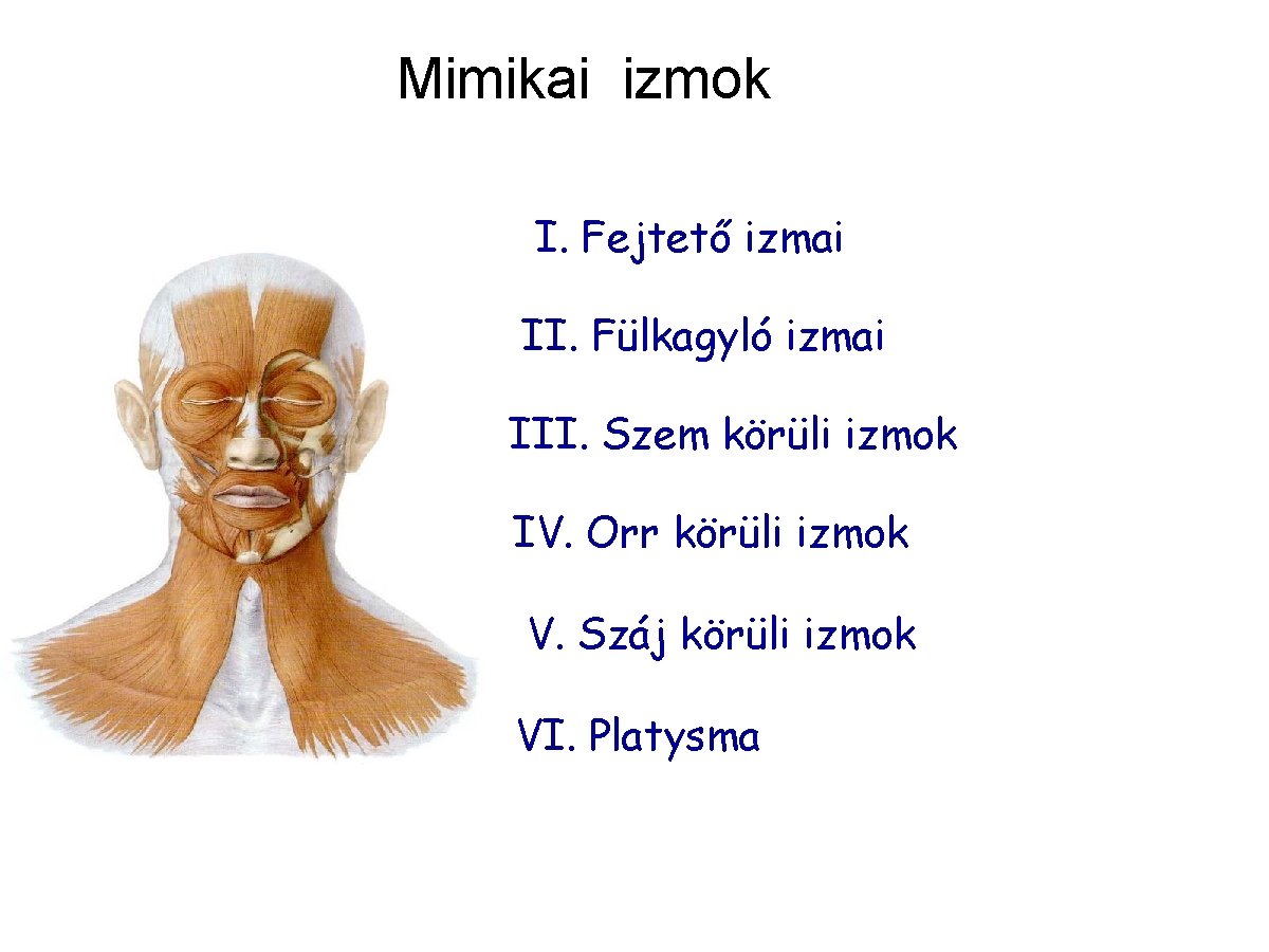 Mimikai izmok I. Fejtető izmai II. Fülkagyló izmai III. Szem körüli izmok IV. Orr