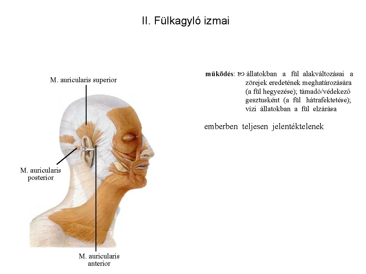 II. Fülkagyló izmai M. auricularis superior működés: állatokban a fül alakváltozásai a zörejek eredetének