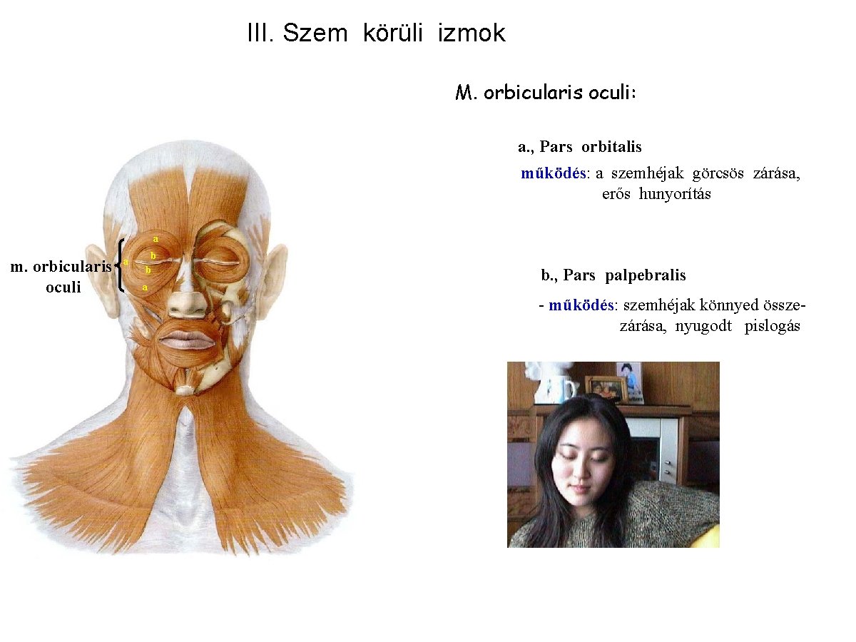 III. Szem körüli izmok M. orbicularis oculi: a. , Pars orbitalis működés: a szemhéjak