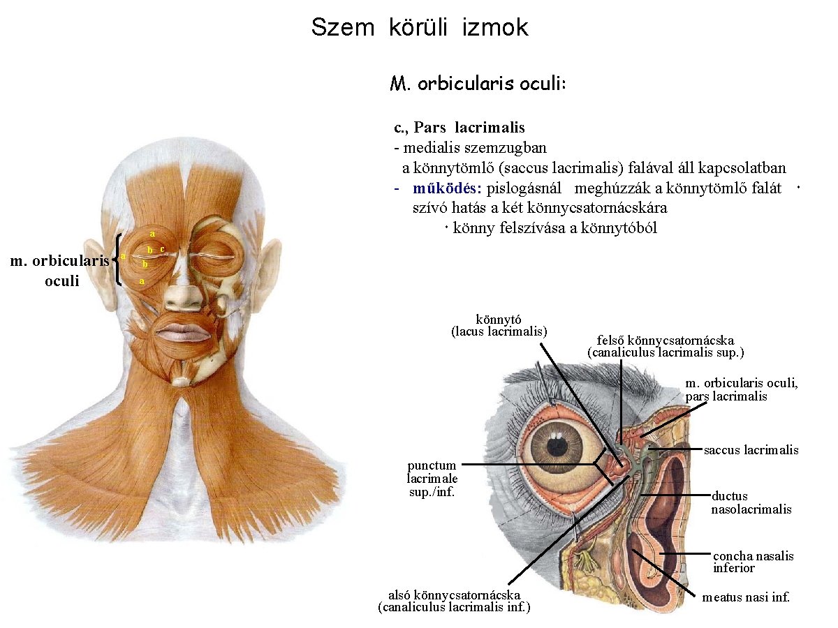 Szem körüli izmok M. orbicularis oculi: a m. orbicularis oculi a c. , Pars