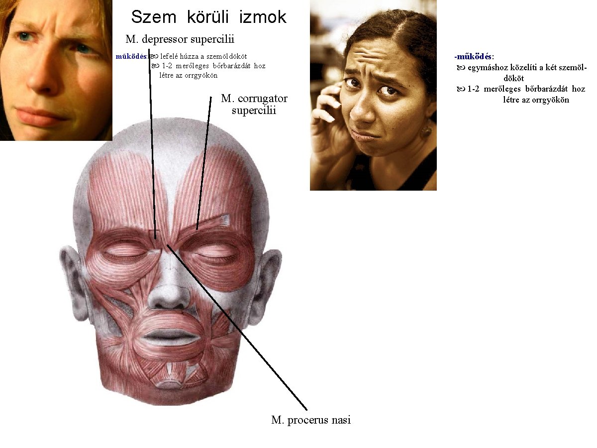 Szem körüli izmok M. depressor supercilii működés: lefelé húzza a szemöldököt 1 -2 merőleges