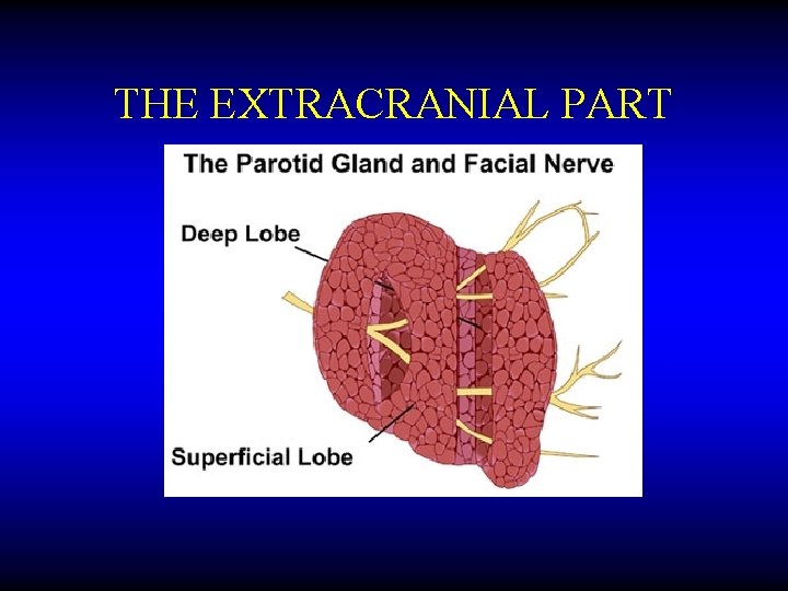 THE EXTRACRANIAL PART 