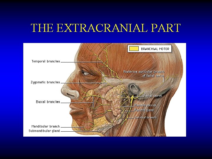 THE EXTRACRANIAL PART 