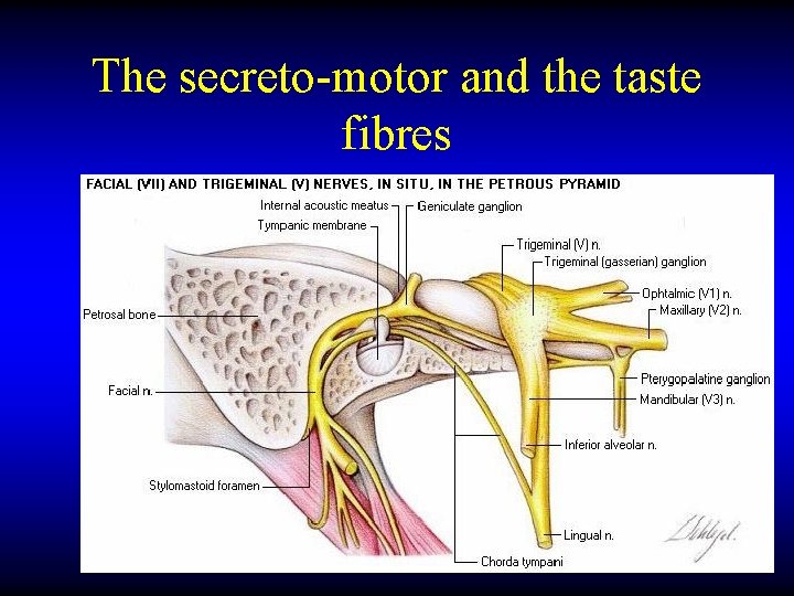 The secreto-motor and the taste fibres 