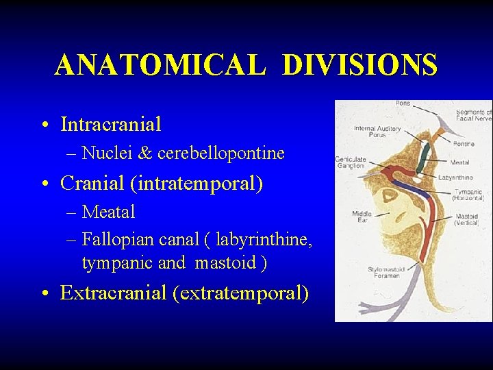 ANATOMICAL DIVISIONS • Intracranial – Nuclei & cerebellopontine • Cranial (intratemporal) – Meatal –