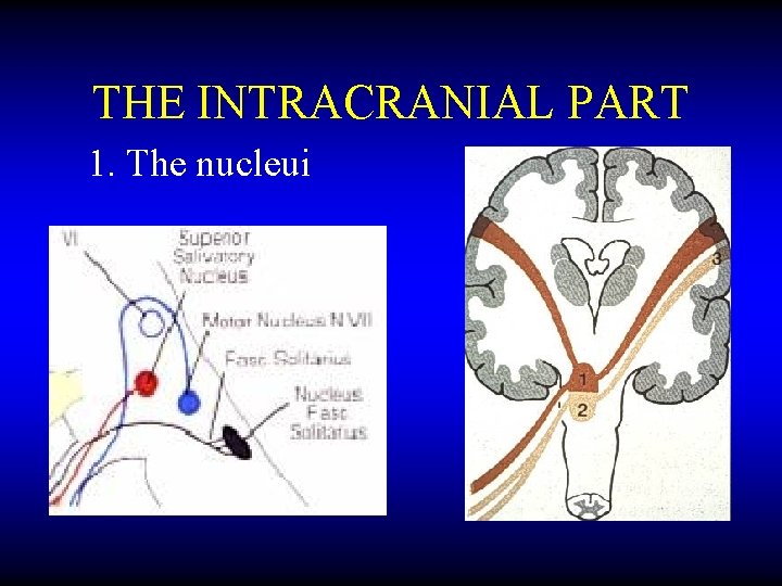 THE INTRACRANIAL PART 1. The nucleui 