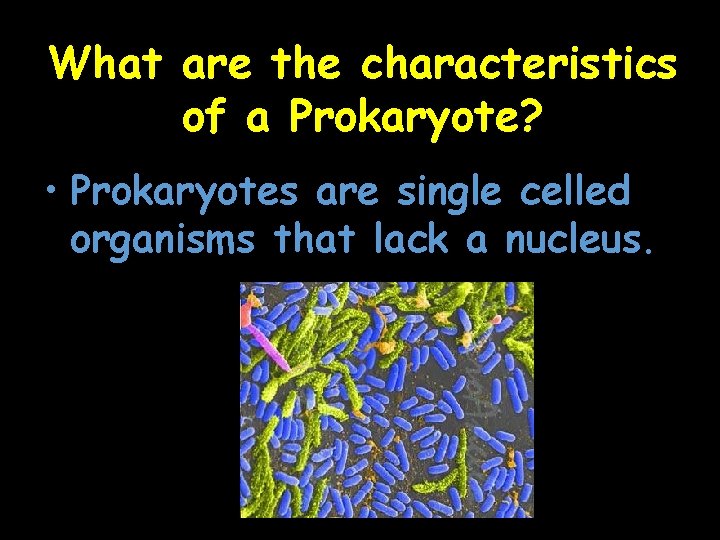 What are the characteristics of a Prokaryote? • Prokaryotes are single celled organisms that