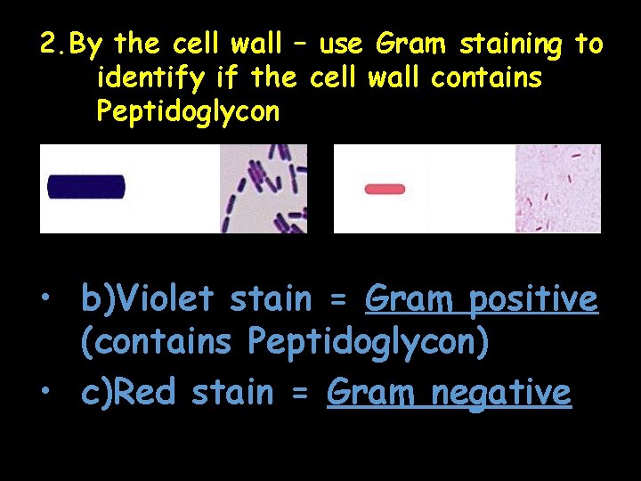 2. By the cell wall – use Gram staining to identify if the cell