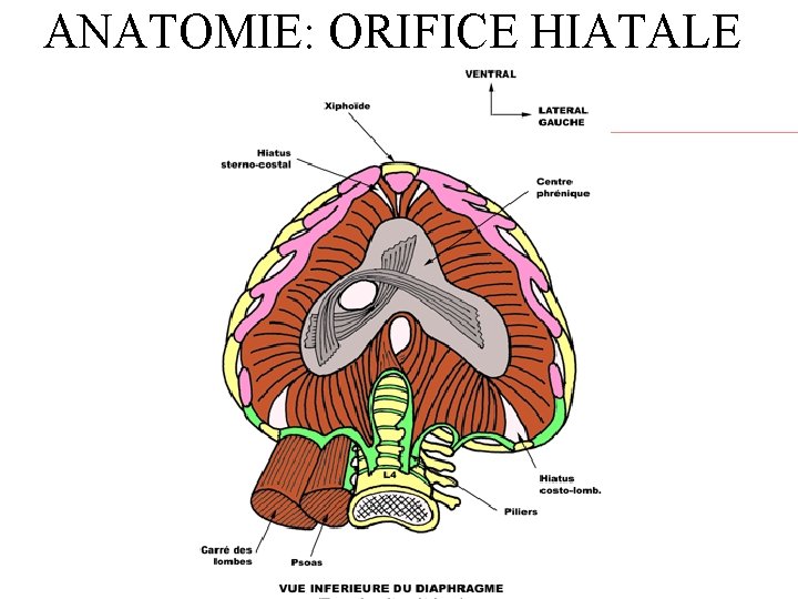 ANATOMIE: ORIFICE HIATALE 