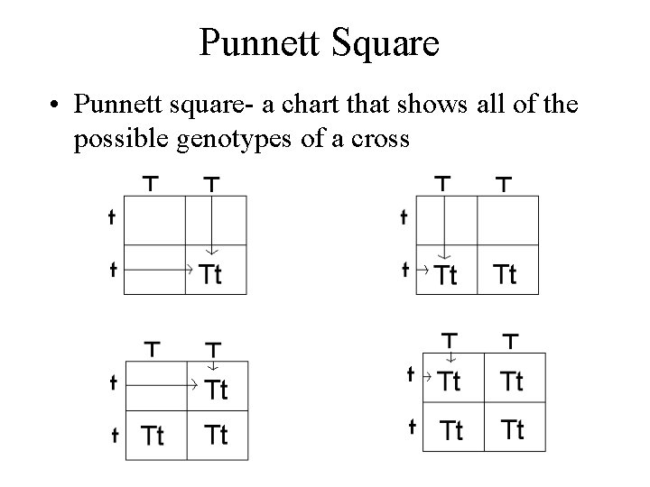 Punnett Square • Punnett square- a chart that shows all of the possible genotypes