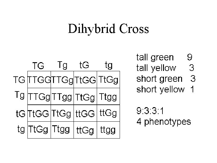 Dihybrid Cross 