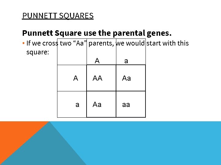 PUNNETT SQUARES Punnett Square use the parental genes. ▪ If we cross two “Aa”